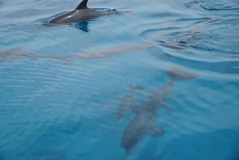 Dolphins swimming in clear blue sea alongside the Ocean Diva Catamaran dolphin watching cruise