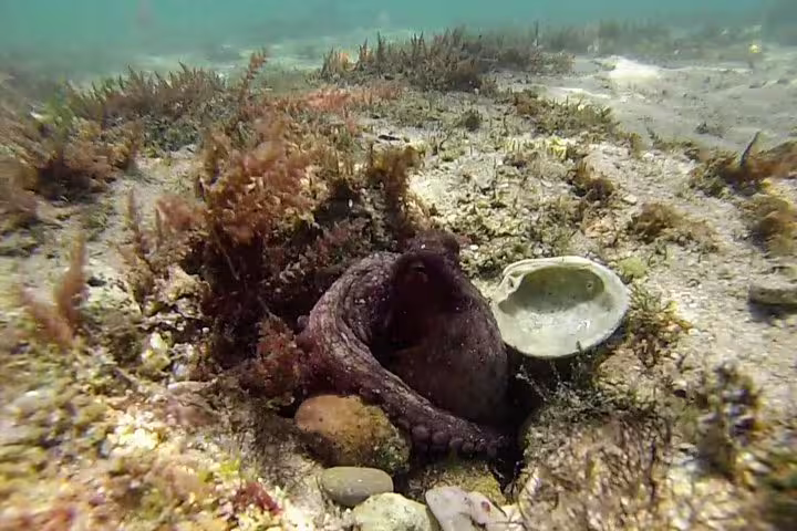 Octopus nestled among rocks and seaweed in Arrábida's clear waters, perfect for snorkeling adventures and wine tours.