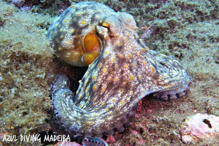 Octopus on a vibrant coral reef in Madeira, showcasing marine life diversity for the Open Water Course by Azul Diving.