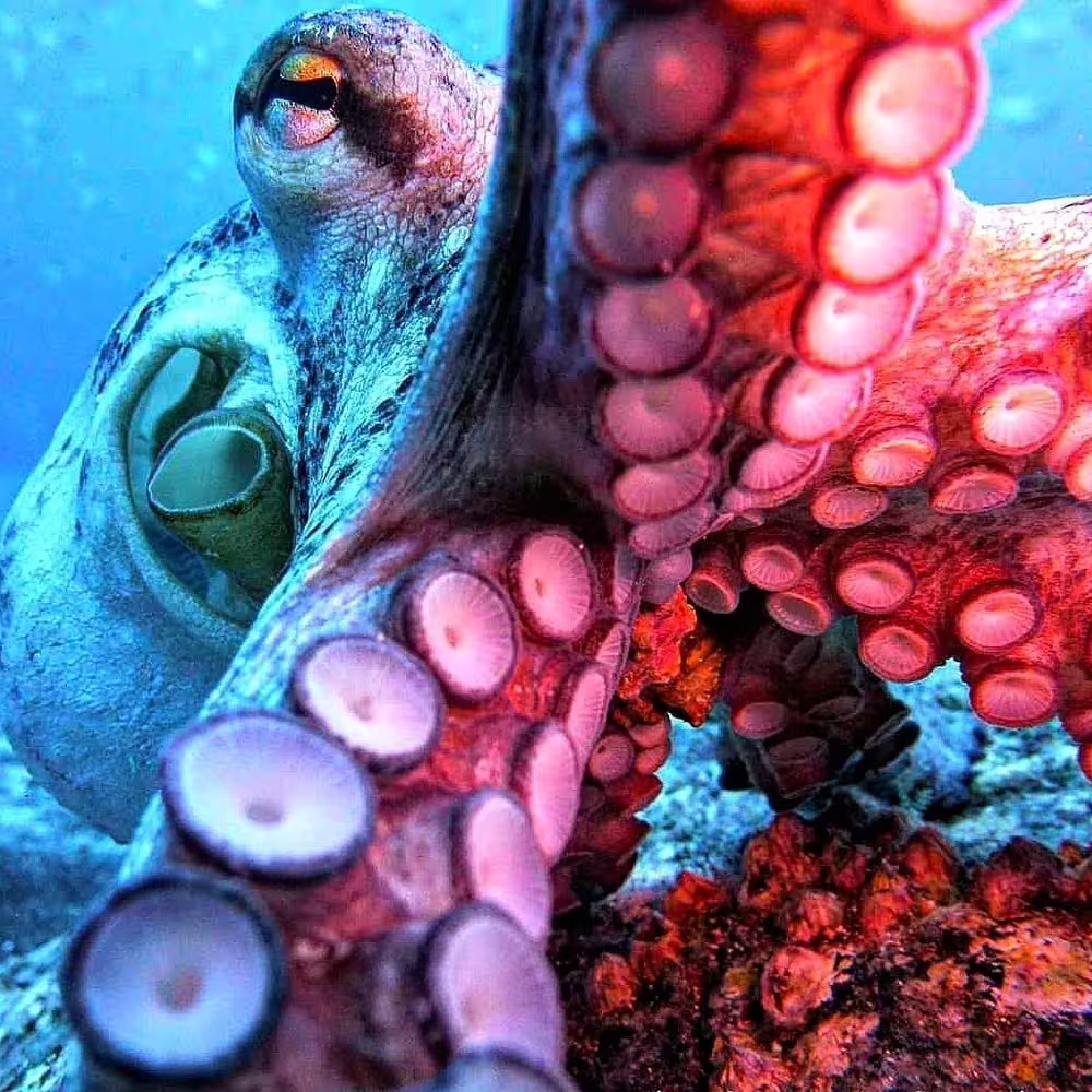Close-up of a vibrant octopus showcasing its tentacles and suckers, highlighting marine life diversity in Garajau Marine Reserve.
