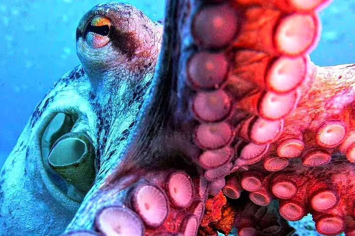 Close-up of a vibrant octopus underwater, showcasing marine life during a scuba diving experience in Funchal, Madeira.
