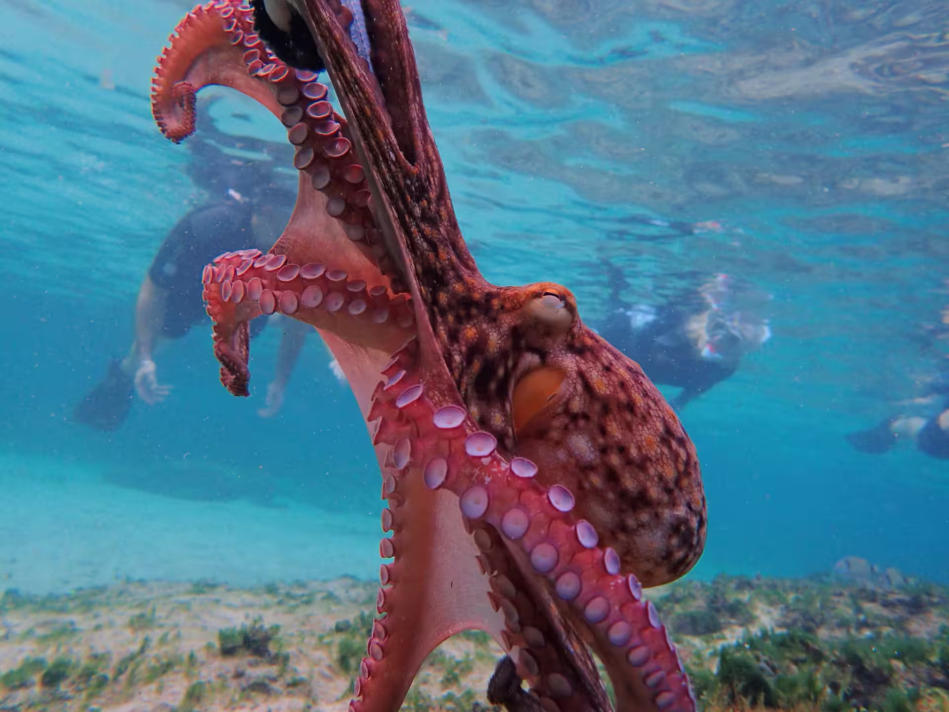 Vibrant octopus and snorkelers explore crystal-clear waters on an exciting marine adventure snorkeling tour.