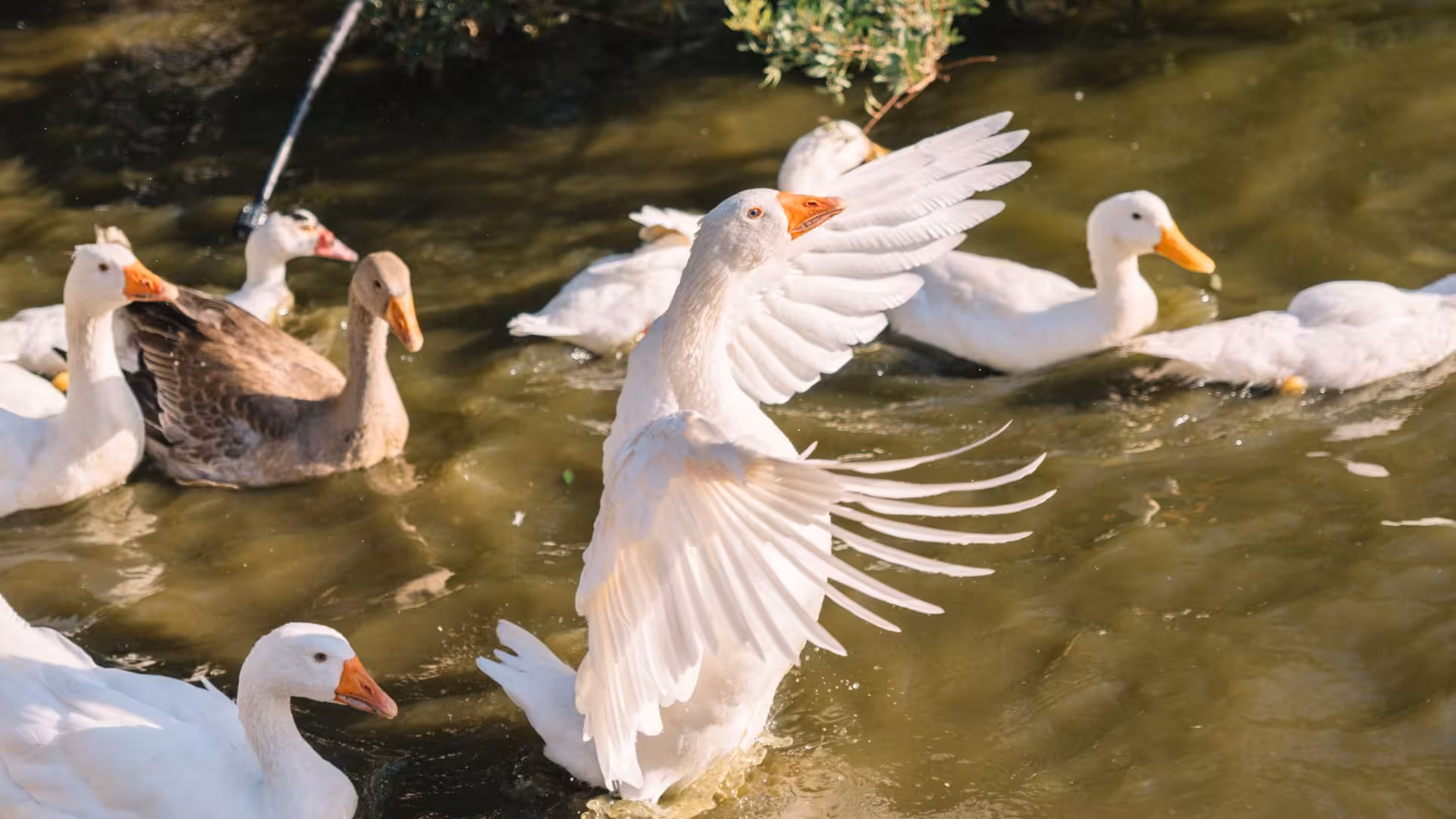 Geese enjoying a refreshing swim in a pond on an Olbia farm, ideal for a picnic tour with close animal interactions.
