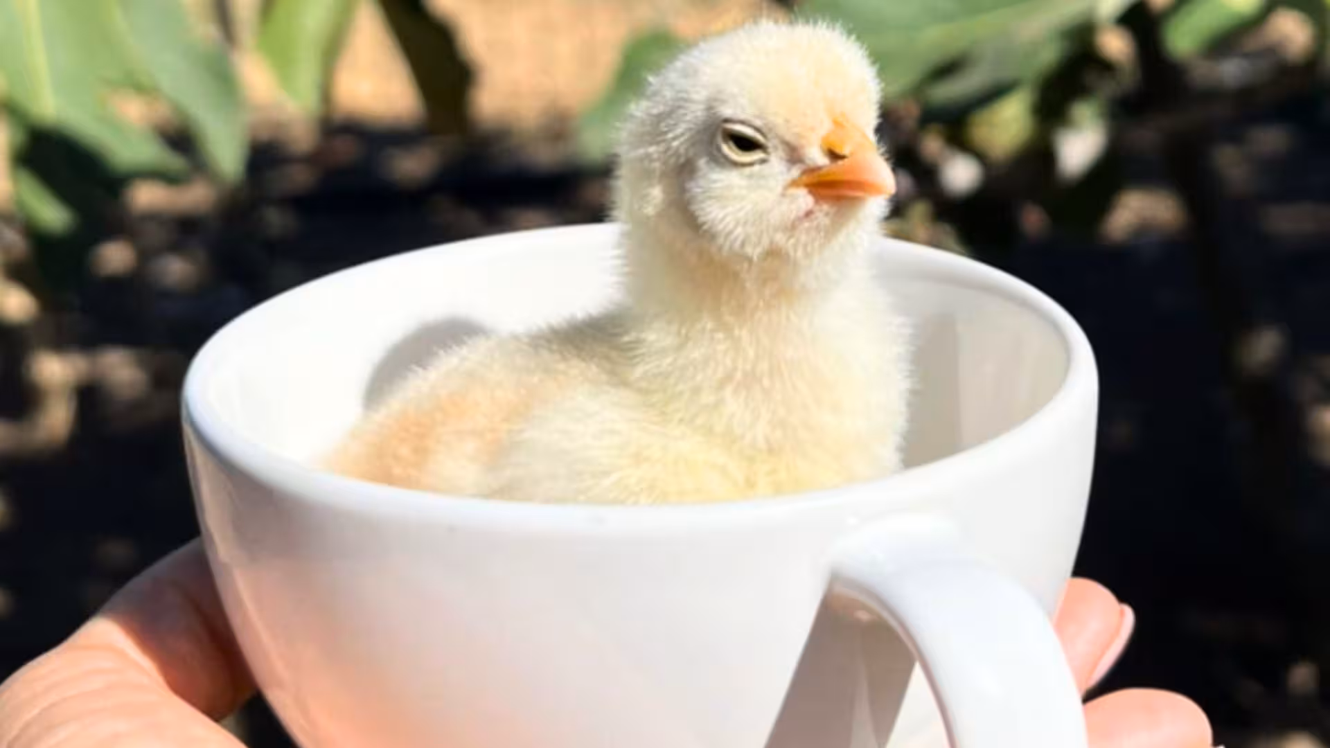 Adorable fluffy chick comfortably nestled in a white teacup at a farm picnic in Olbia, offering a charming rural escape.