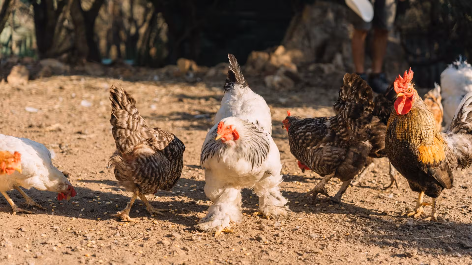 A group of chickens and a rooster roaming freely on an Olbia farm during a picnic tour.