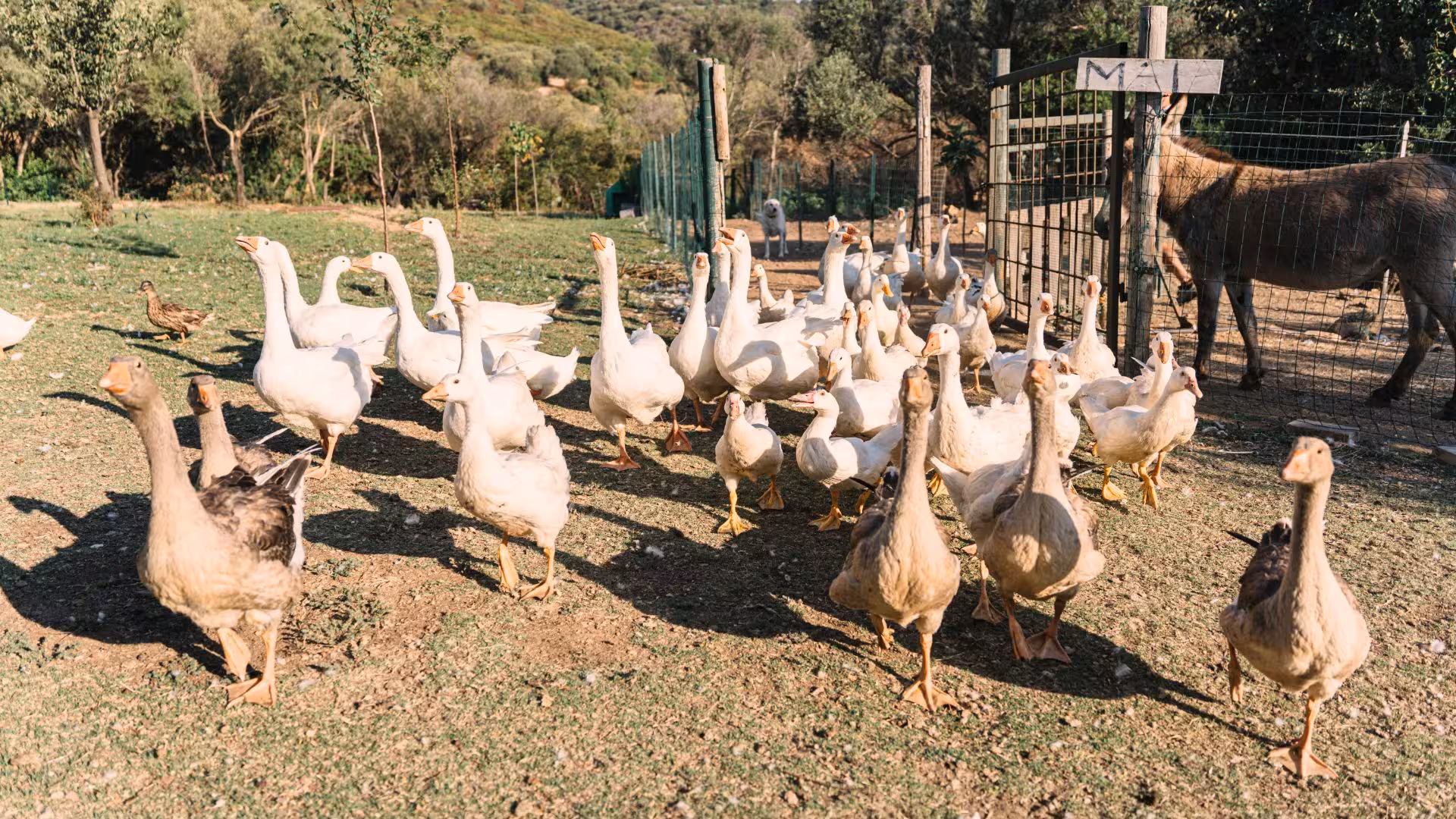 A lively flock of geese and ducks roam freely on a sunny Olbia farm, perfect for a family-friendly picnic with animals.