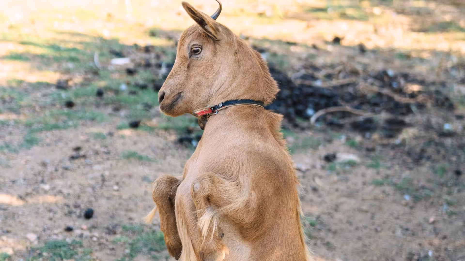 A playful goat stands on its hind legs during a sunny picnic on a farm in Olbia, offering an interactive animal encounter.
