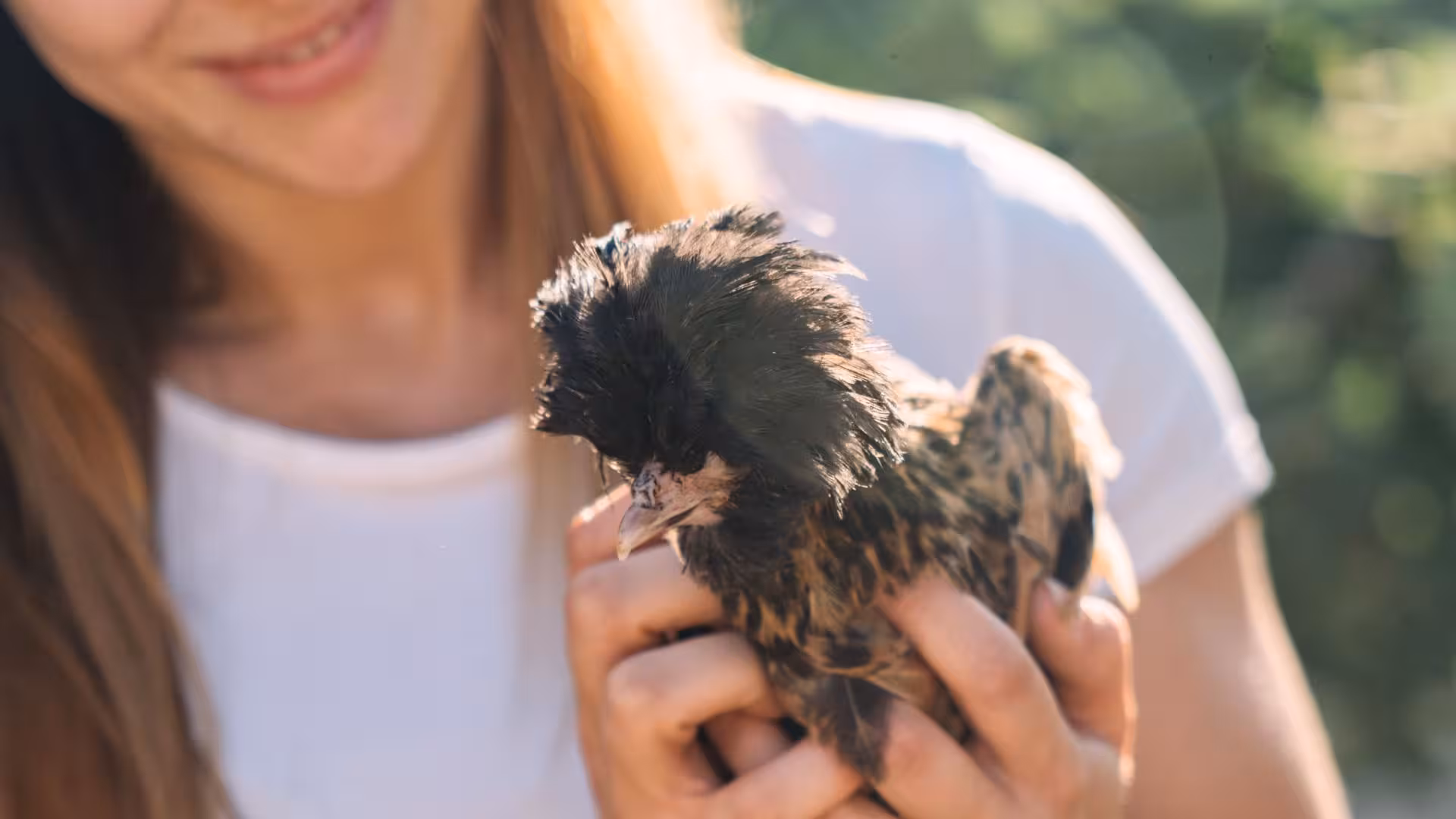 Person gently holding a fluffy black chicken during Olbia farm picnic experience.