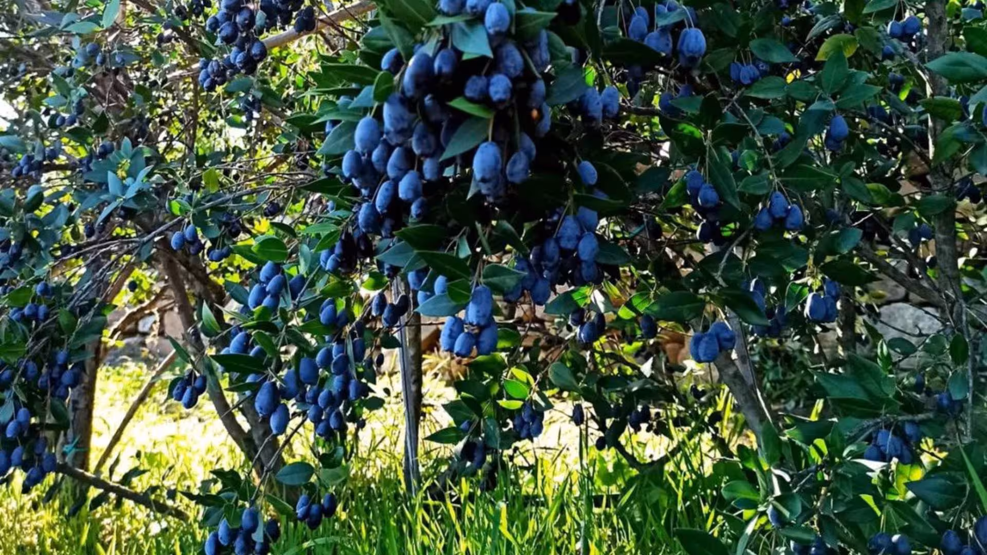 Lush myrtle bushes laden with ripe berries in Olbia's scenic landscape, perfect for a local tasting tour.