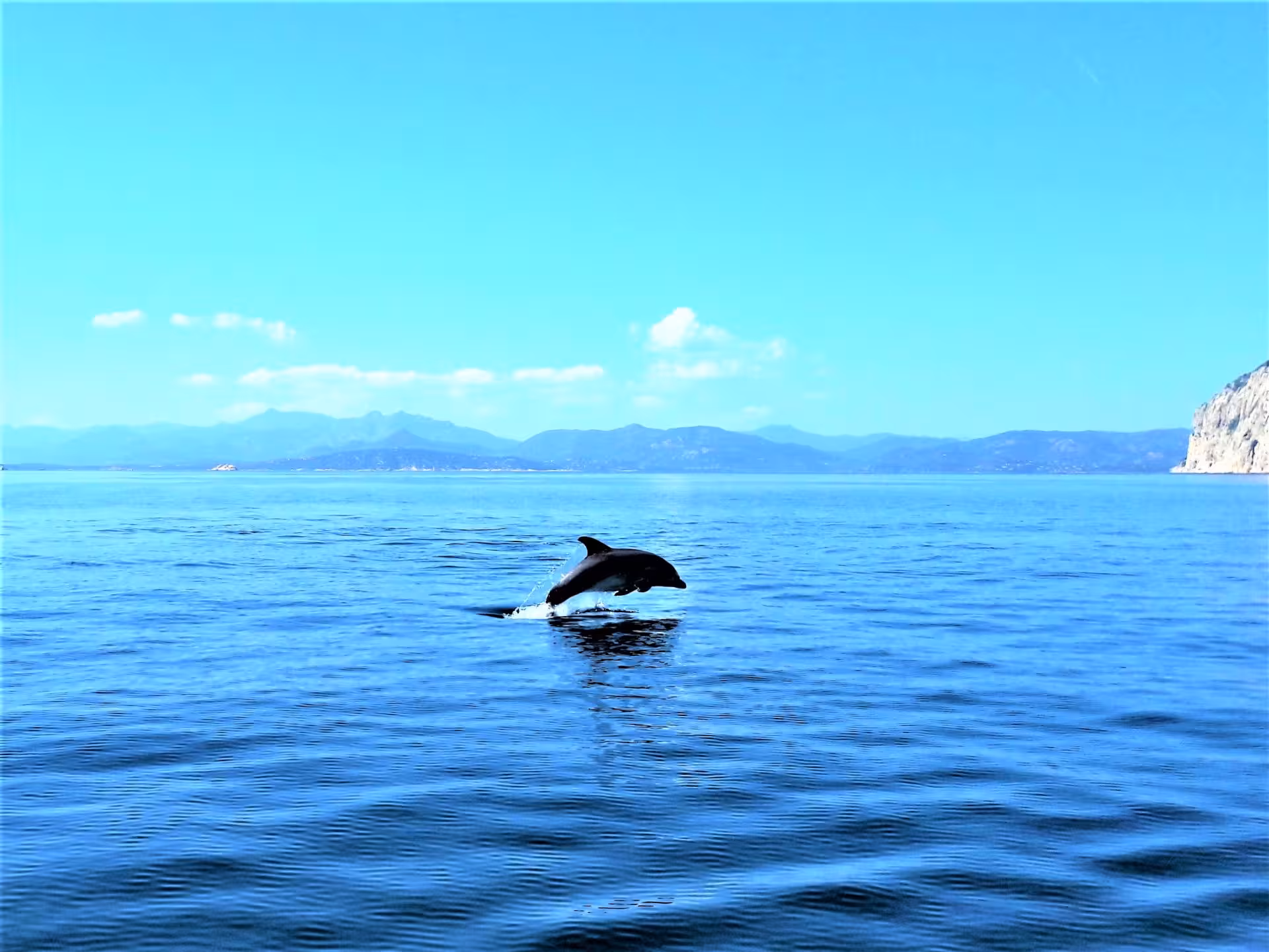Dolphin leaping in the blue waters of Capo Figari, Sardinia, during an Olbia RIB tour experience.