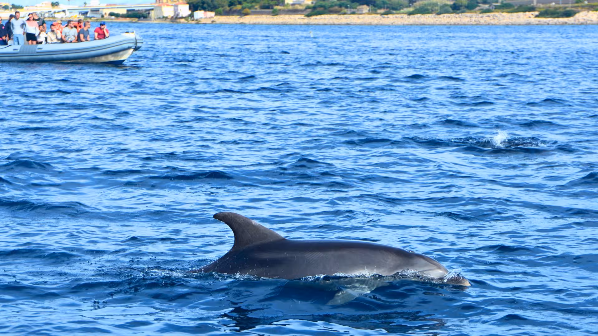 Dolphin swimming near a RIB boat during a Capo Figari tour from Olbia, featuring clear blue waters and wildlife.