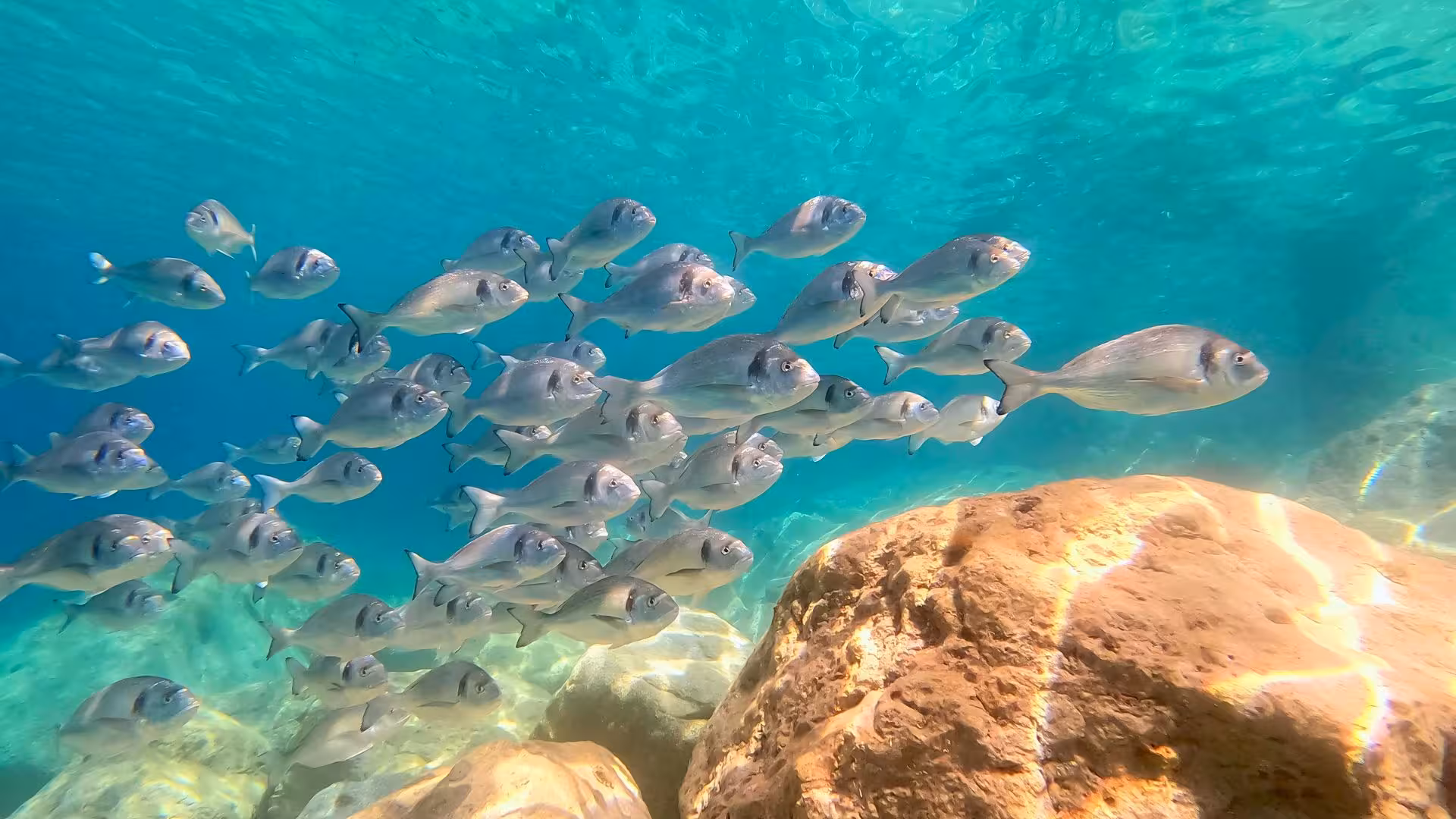 School of fish swimming in clear waters near Capo Figari, a highlight of the RIB tour from Olbia with wildlife sightings.