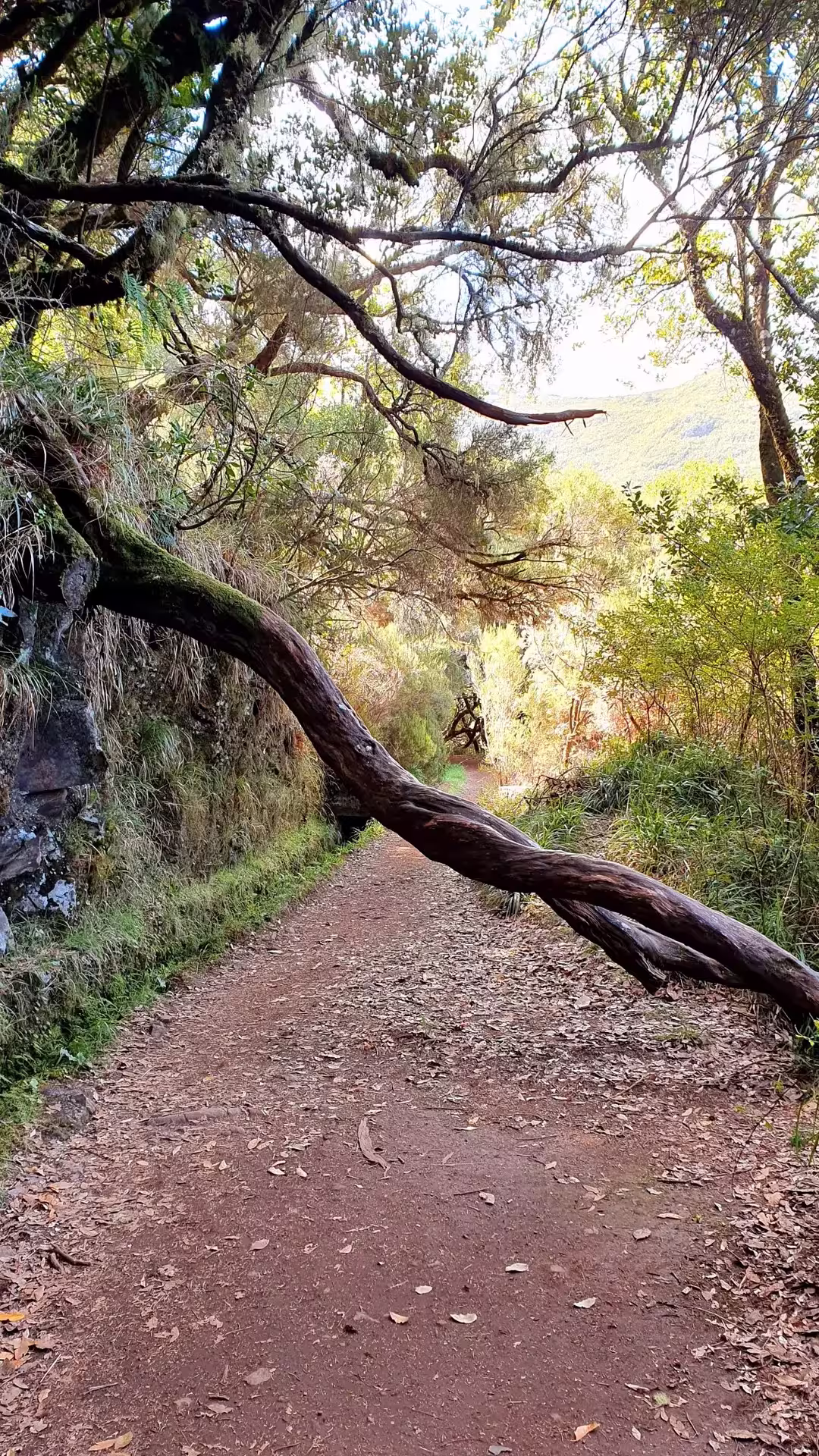 Scenic forest trail on The Old Levada's Hike with a twisted tree arching over the path, perfect for nature lovers.