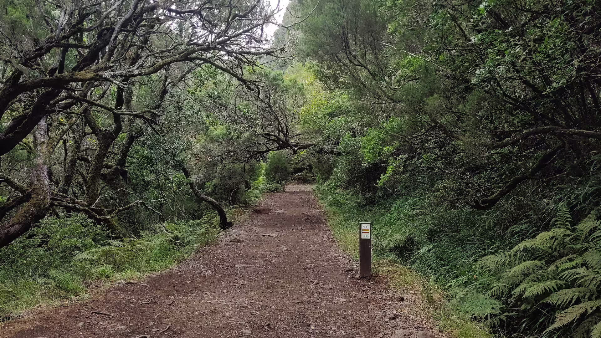 Scenic forest trail of The Old Levada’s Hike surrounded by lush greenery for a tranquil nature walk.