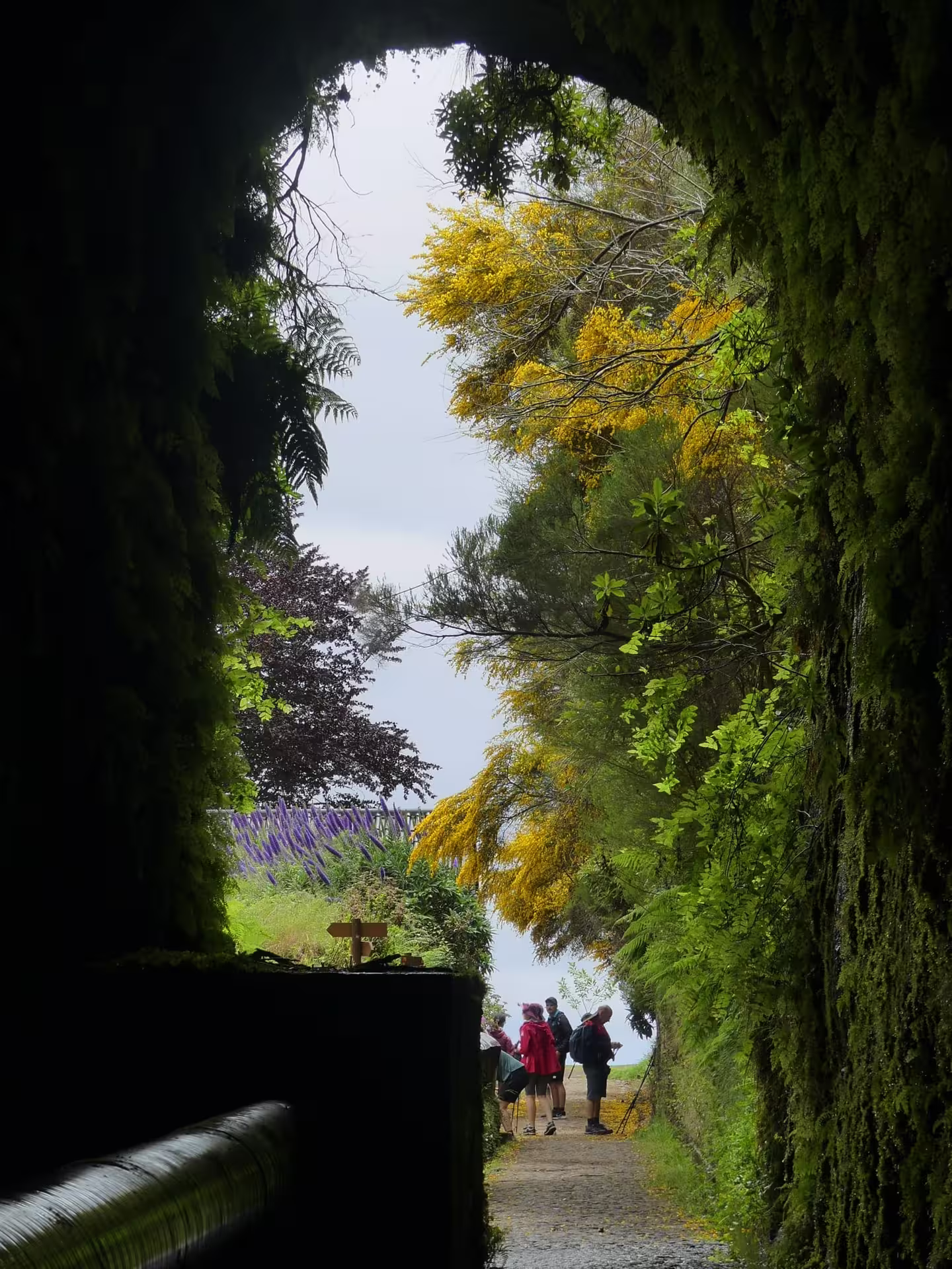 Travelers enter a lush, green tunnel on The Old Levada’s Hike, surrounded by vibrant foliage and natural beauty.