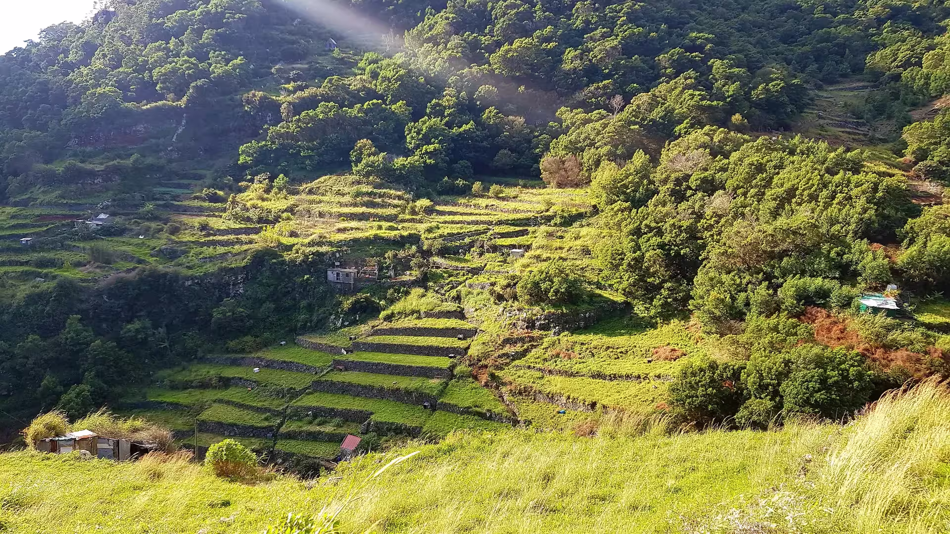 Terraced fields bathed in sunlight, surrounded by dense forest on The Old Path's Hike, offering a serene landscape view.