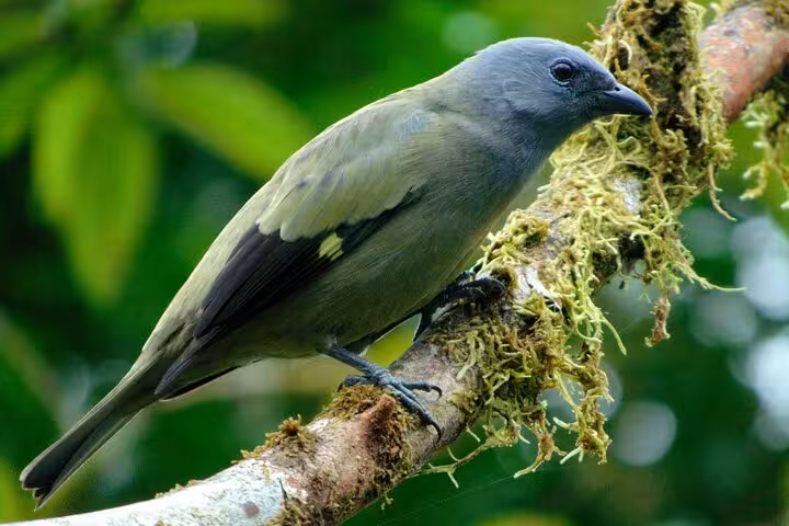 Olive-green tanager resting on a moss-covered branch in the vibrant rainforest, ideal for bird watching enthusiasts.