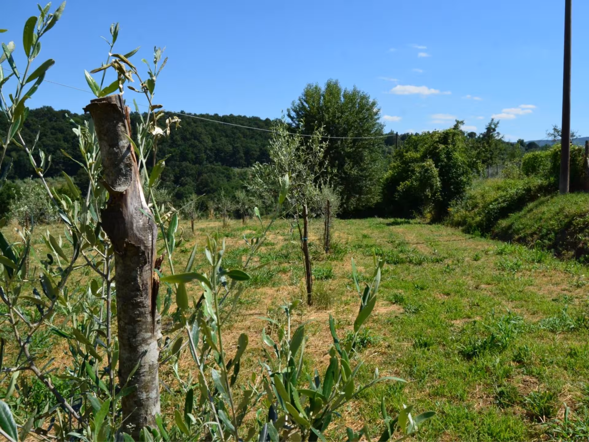 Scenic olive grove in Chianciano under a clear blue sky, perfect for an authentic olive mill tour experience.