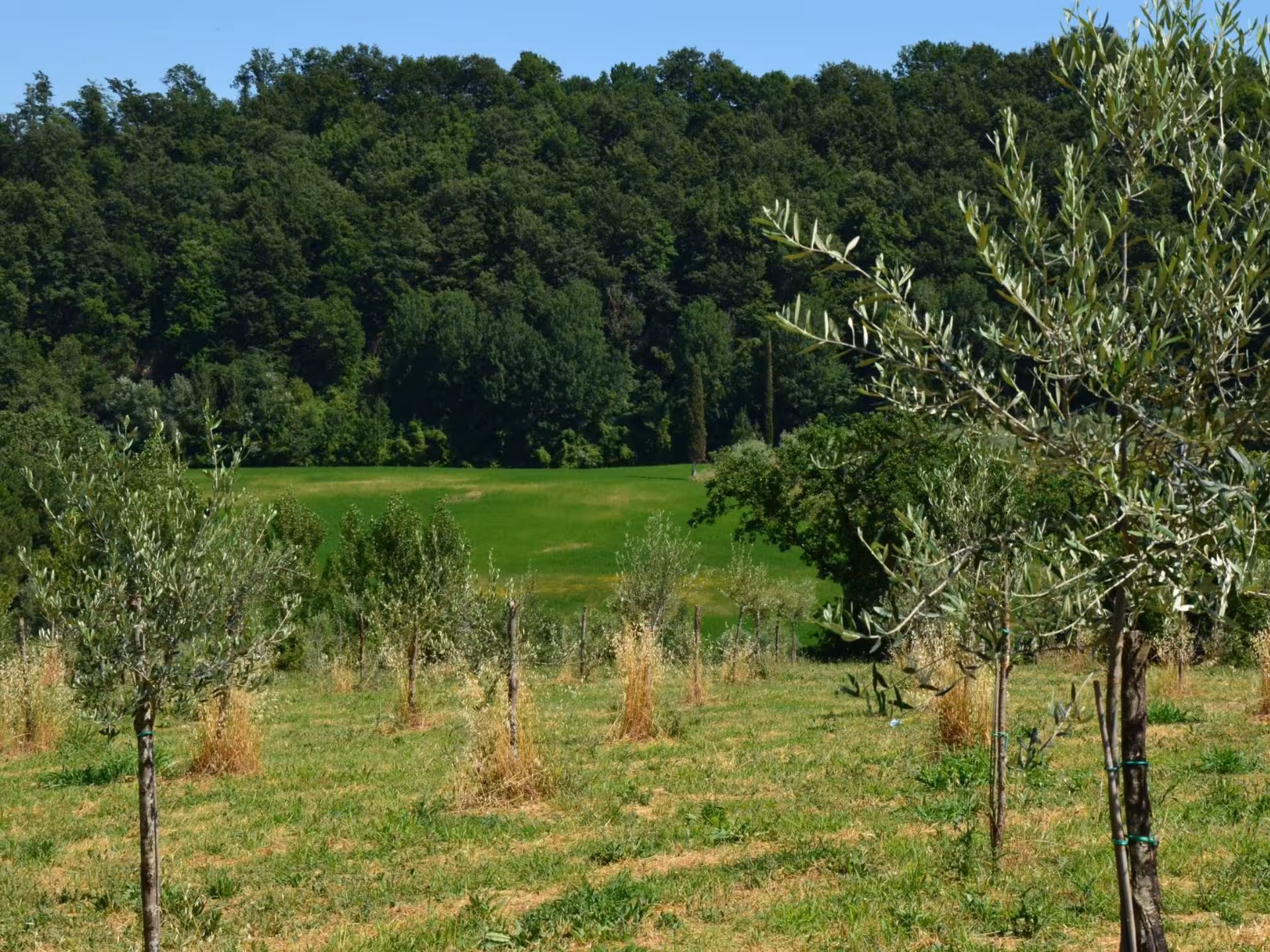 Lush olive grove in Chianciano with young trees under a clear blue sky, perfect for an immersive olive oil tour.