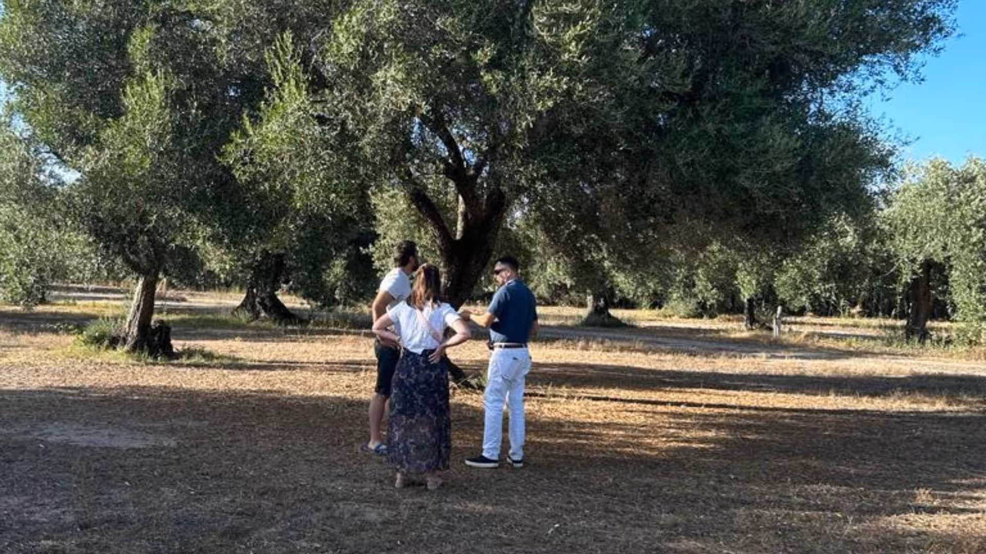 Visitors explore an olive grove in Oristano, enjoying a guided tour under the shade of ancient trees.