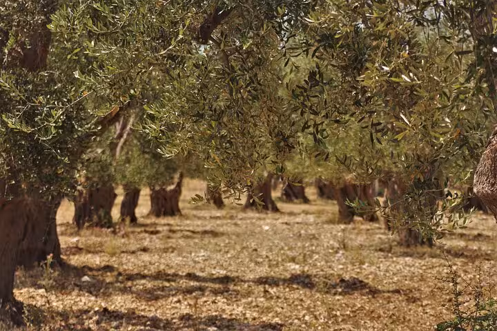 Sunlit olive grove in Vieste, Italy, highlighting ancient trees perfect for an immersive harvest and tasting experience.