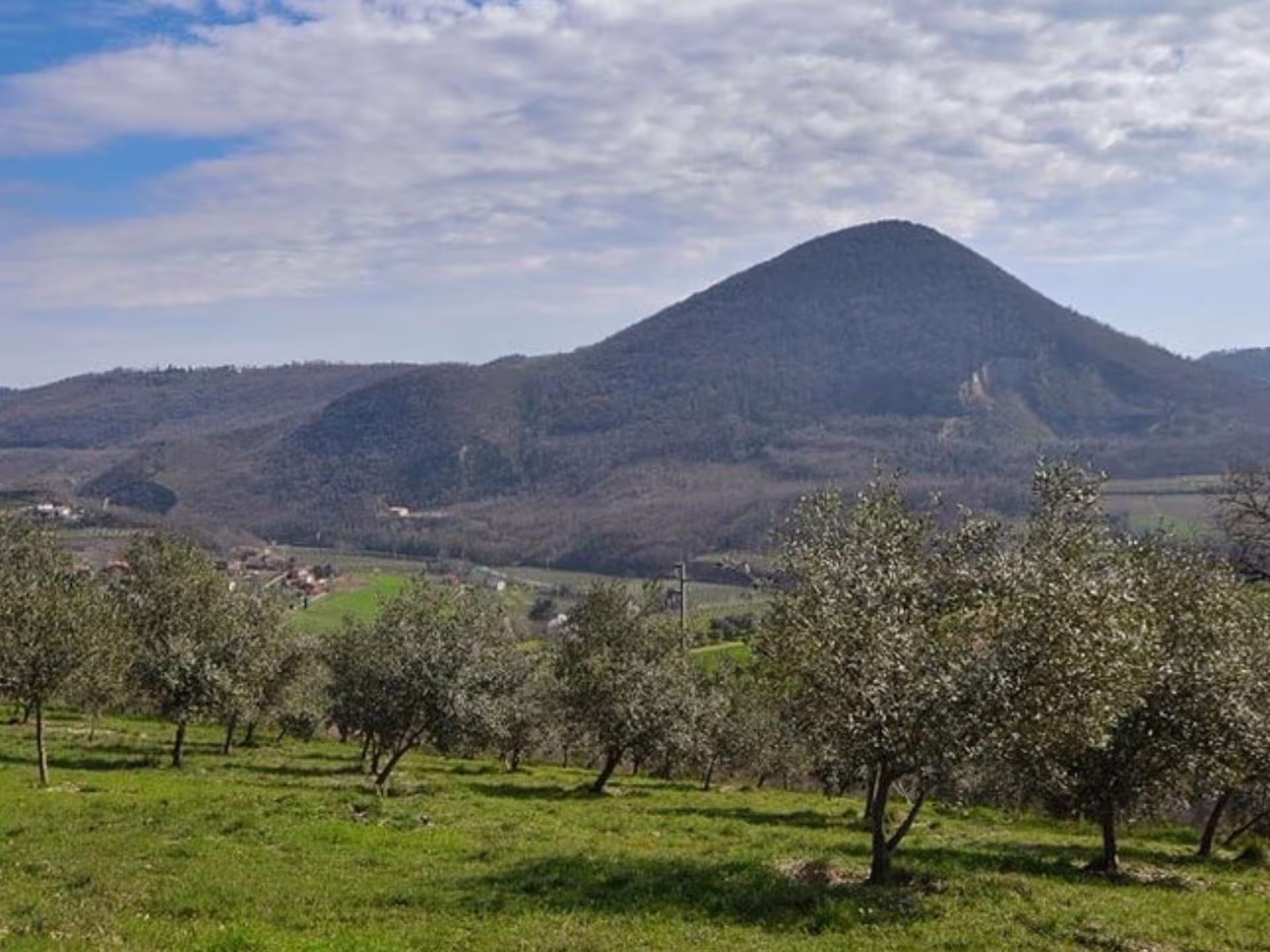 Olive groves in the Padua Hills with panoramic countryside views, part of an olive mill tour and tasting experience