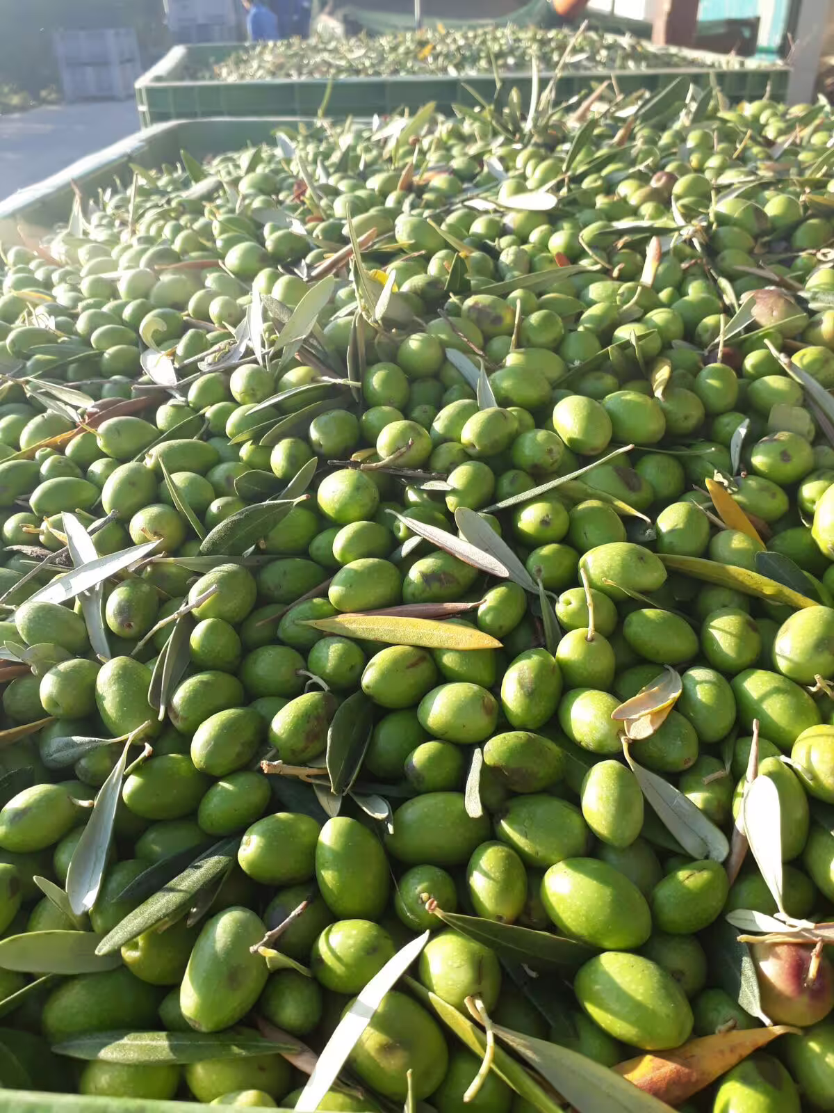 Cassoni pieni di olive verdi appena raccolte, esperienza di raccolta dell’oliva e tour in frantoio con degustazione