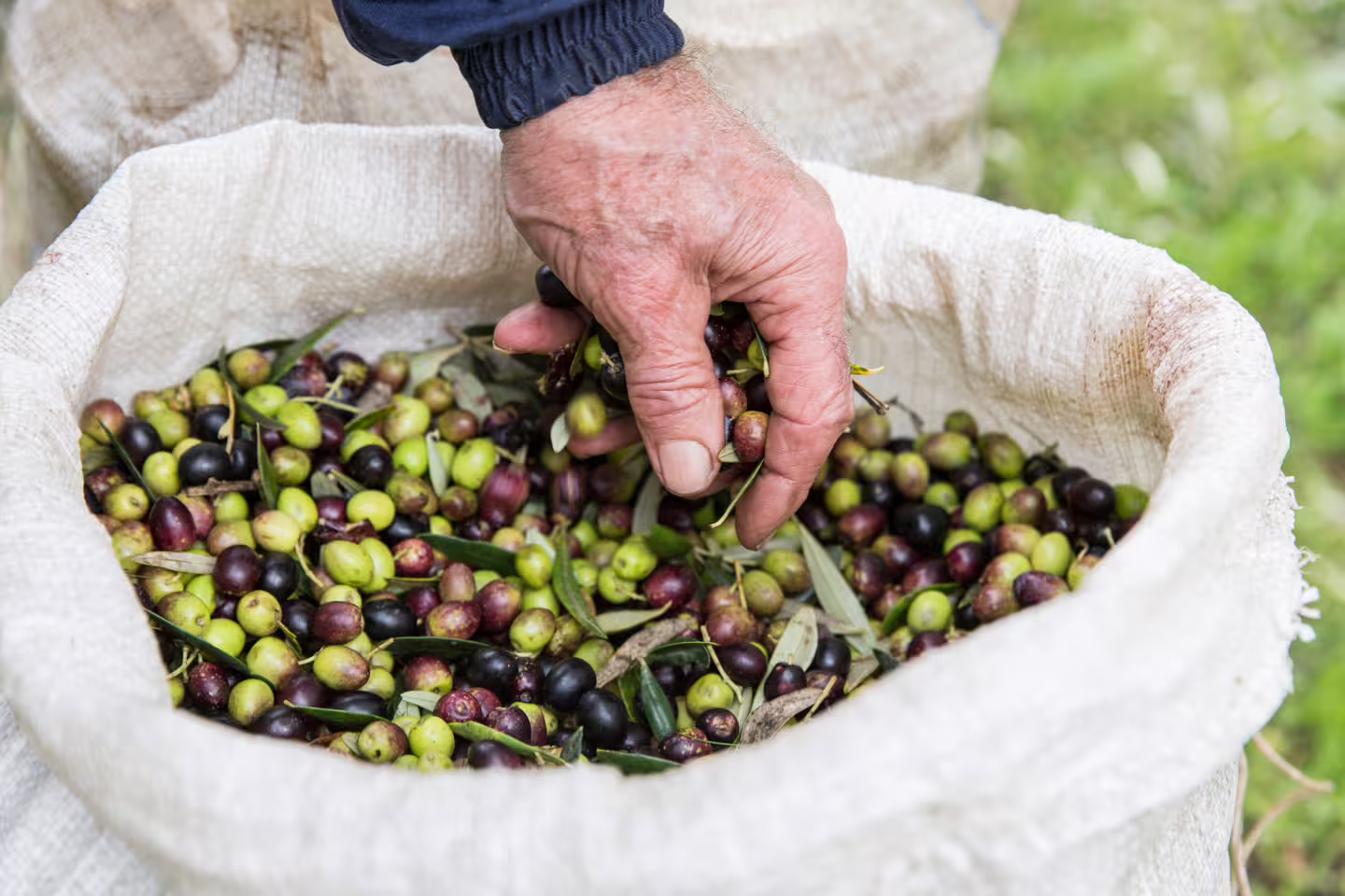 Mani che raccolgono olive fresche in un sacco, esperienza raccolta olive e degustazione olio extravergine