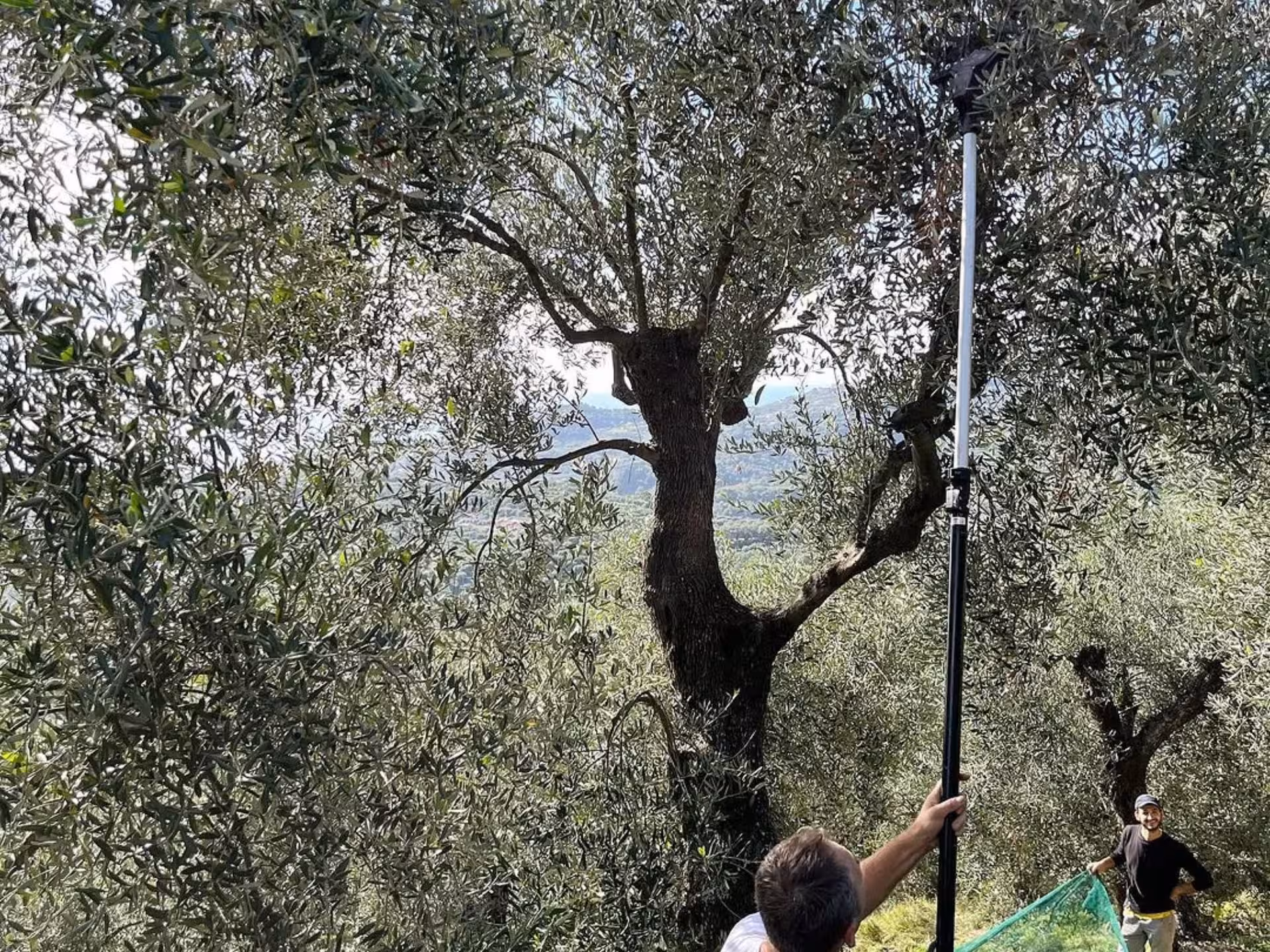 Visitors harvesting olives from ancient trees in Taggia during an immersive olive mill tour.