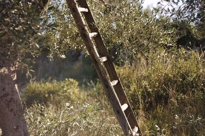 Wooden ladder leaning against an olive tree in Vieste, Italy, illustrating traditional methods of olive harvesting.