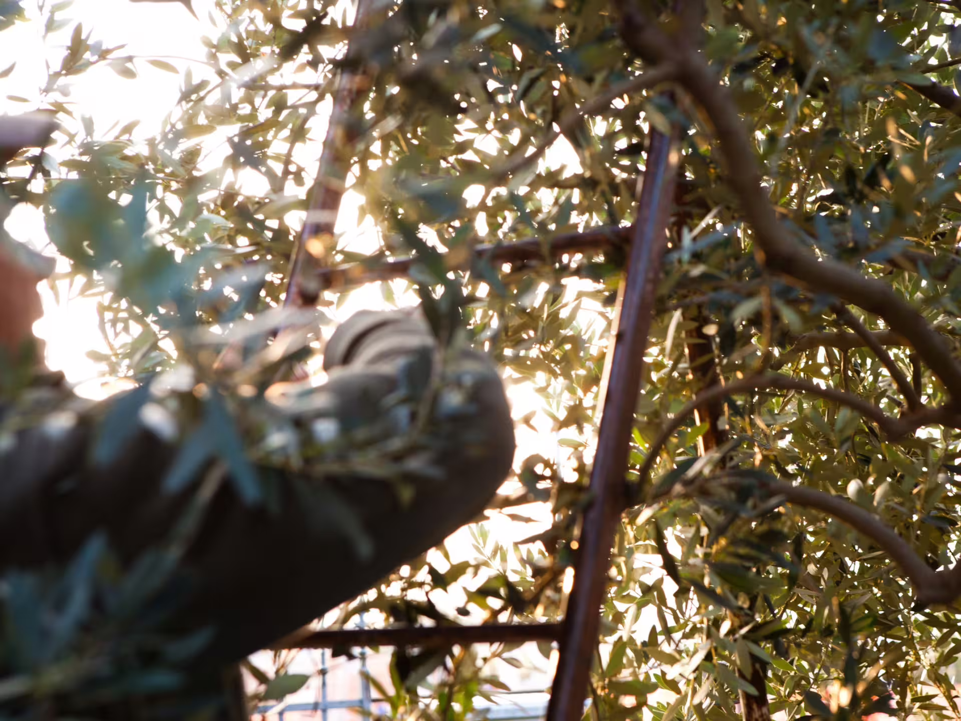 Olive harvesting in the Verona countryside, worker picking olives from trees during olive mill tour experience