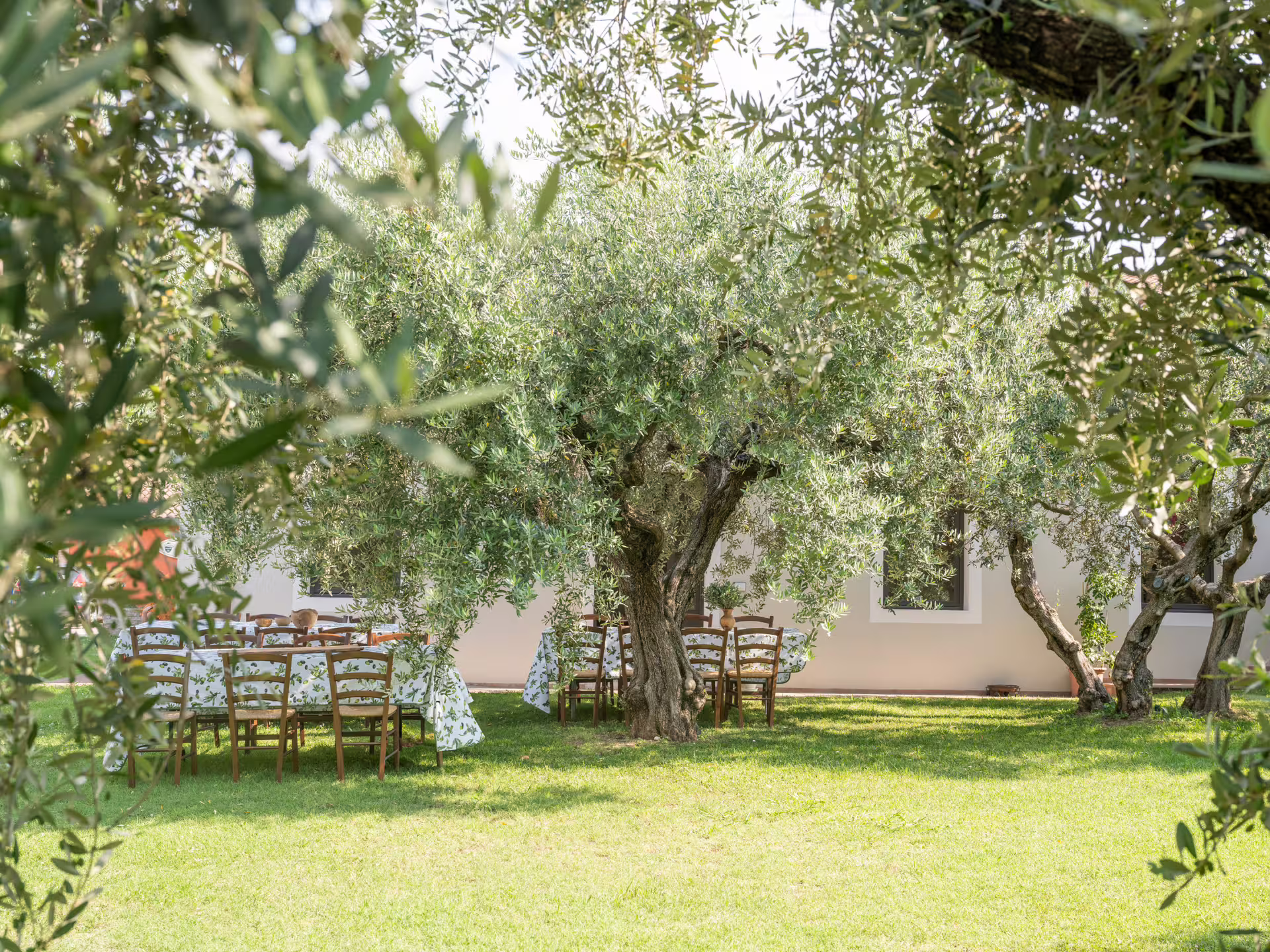 Outdoor tasting tables under olive trees at a Verona countryside olive mill tour with extra virgin olive oil tasting
