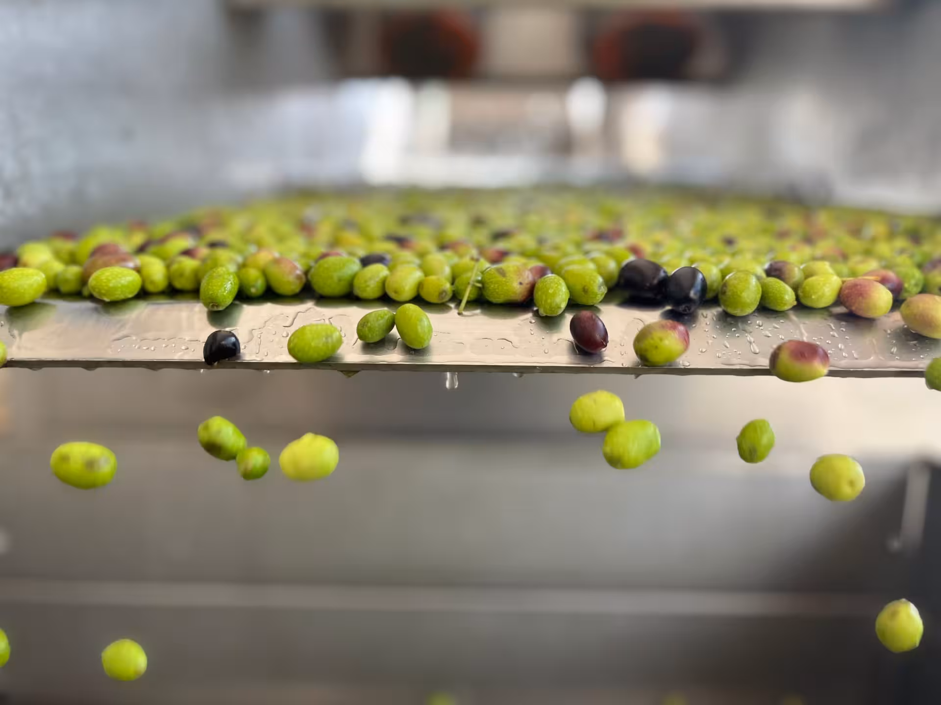 Fresh green and black olives on a processing tray during an olive mill tour in Taggia.