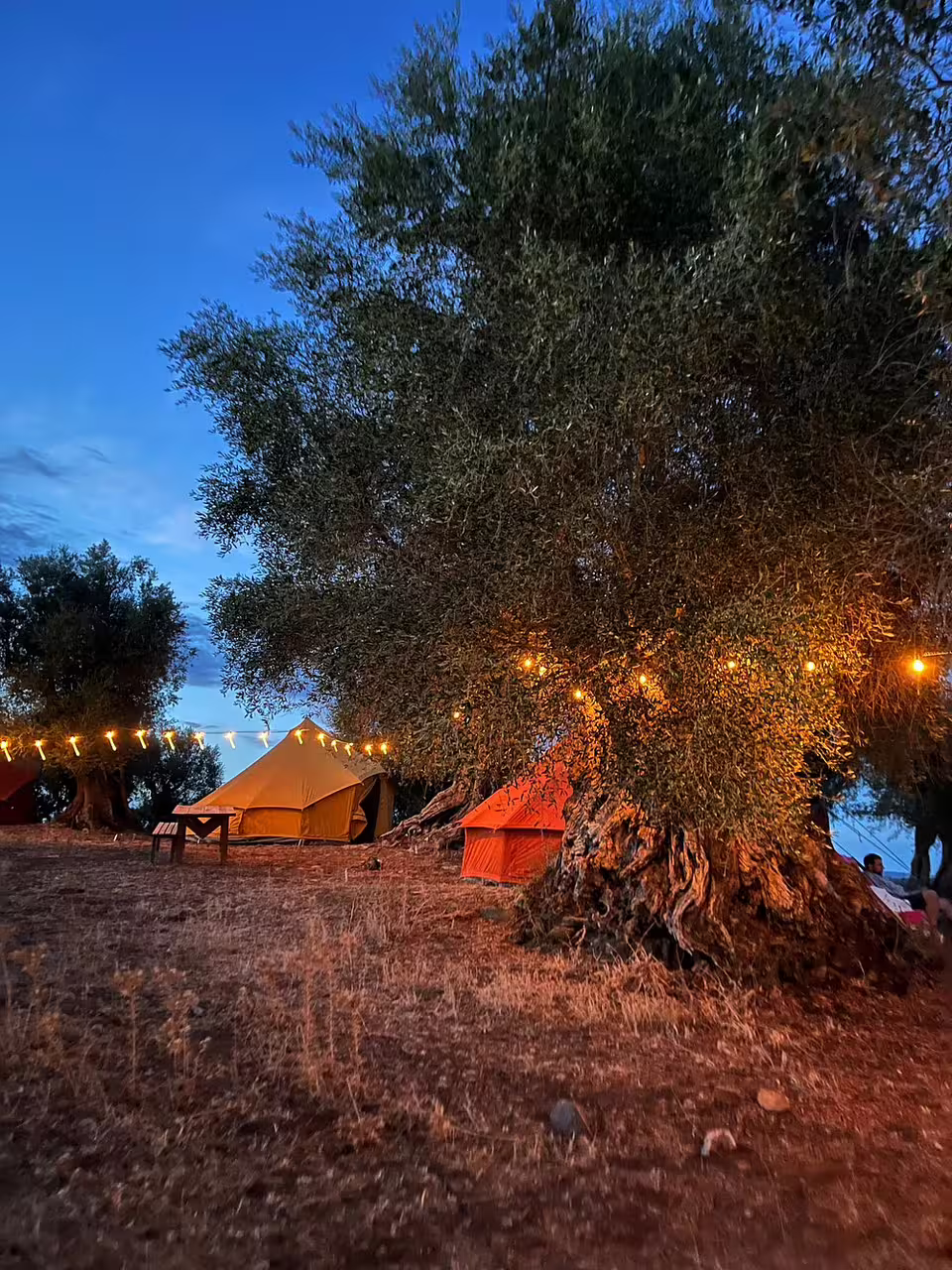 Twilight view of a serene olive grove with glowing string lights and tents, perfect for an olive oil tasting tour experience.