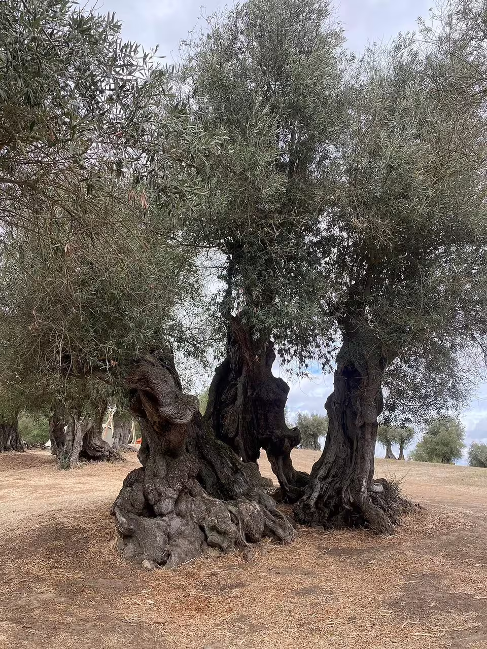 Ancient olive trees in a picturesque grove set the scene for a tour and tasting of four premium olive oils with regional products.