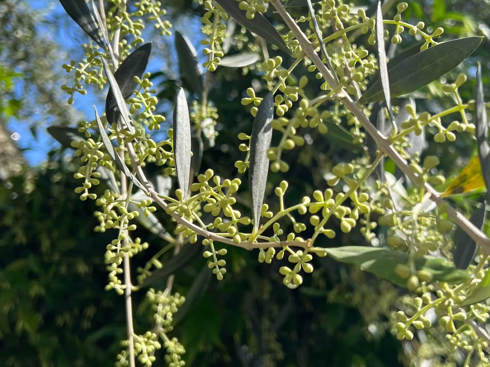 Olive tree blossoms and silvery leaves in the Padua Hills, part of an olive grove walk on the mill tour and tasting