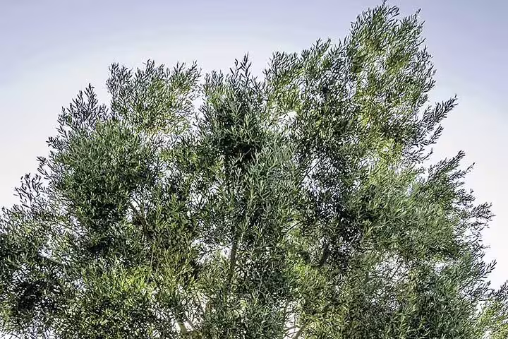 Olive tree canopy at a Greek farm, part of an olive oil tasting experience near Corinth Canal and Nafplio