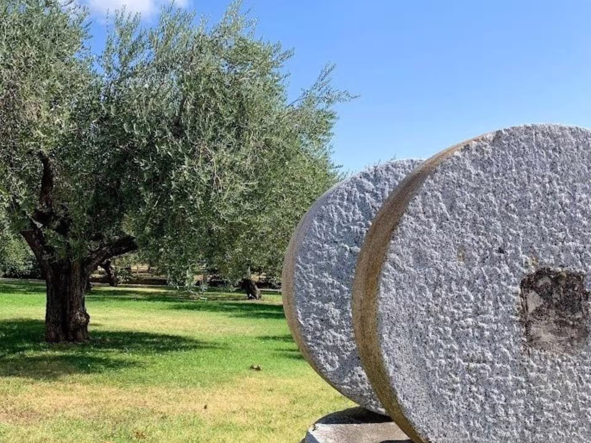 Ancient olive tree and traditional millstone at an olive farm on the Verona countryside tour and tasting