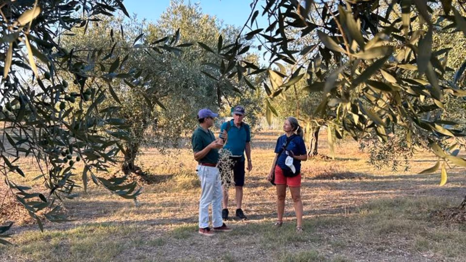 Group on a guided tour among olive trees in Oristano, learning about olive cultivation and tasting.