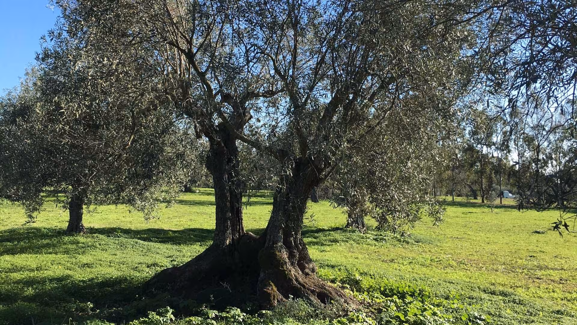 Majestic olive trees under a clear blue sky in Oristano, inviting visitors for a serene walking tour.