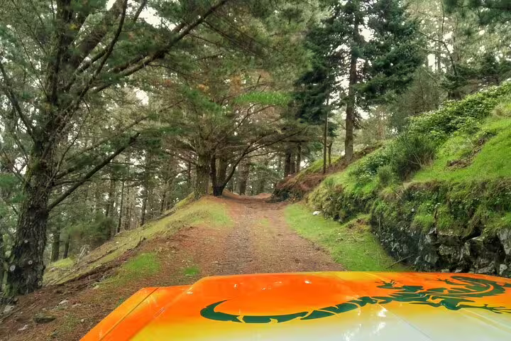 Orange 4WD vehicle navigating a scenic forest trail near Funchal, perfect for an adventurous local farmers market tour.