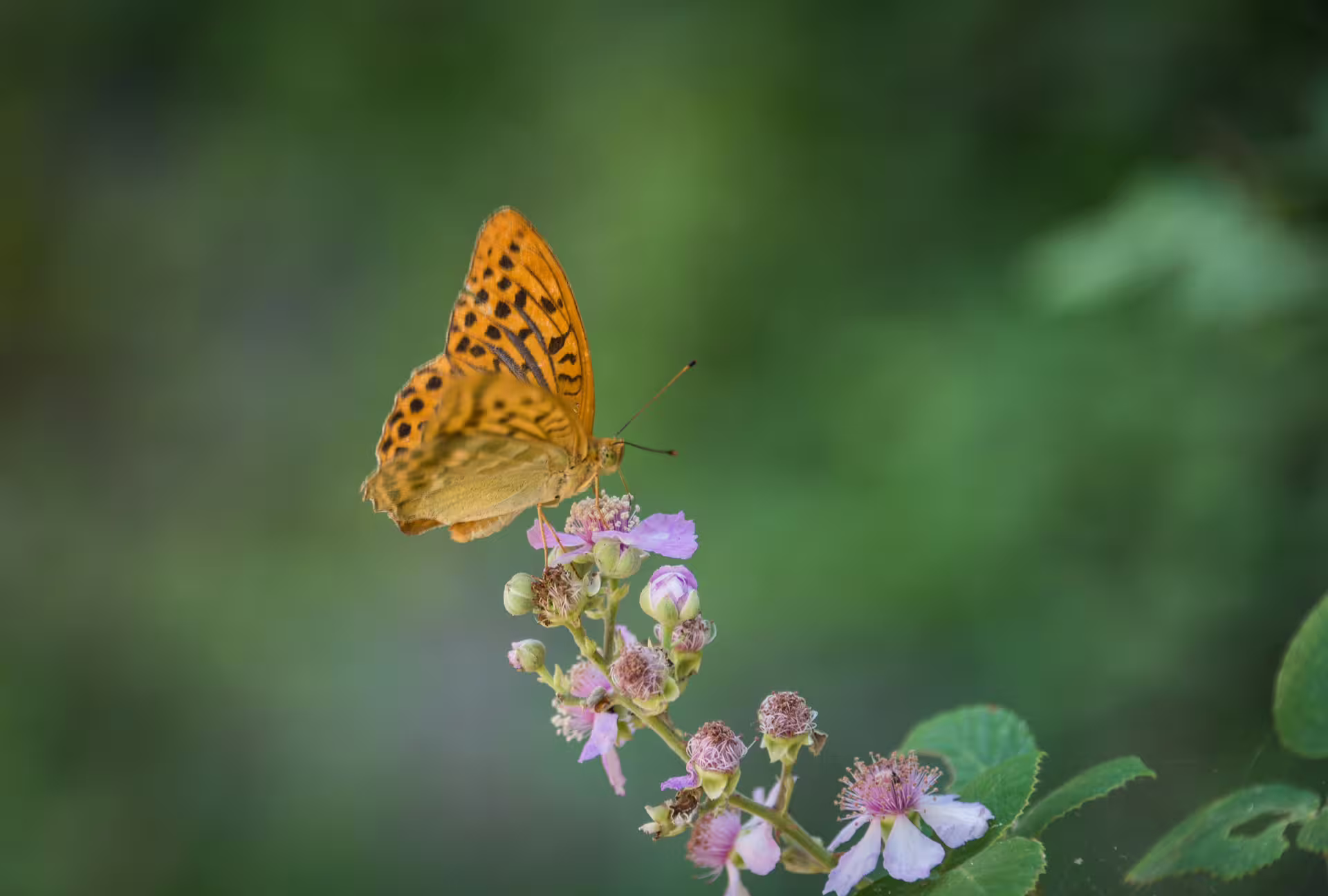 Orange butterfly on wildflowers along the Polylimnio Waterfalls hiking trail in Messinia, Peloponnese