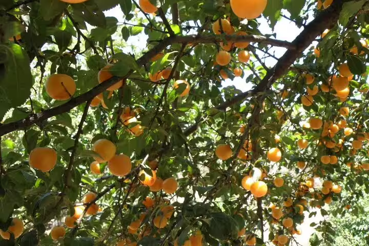 Abundant orange fruits hanging on lush green branches at Chania Botanical Garden on a private tour.