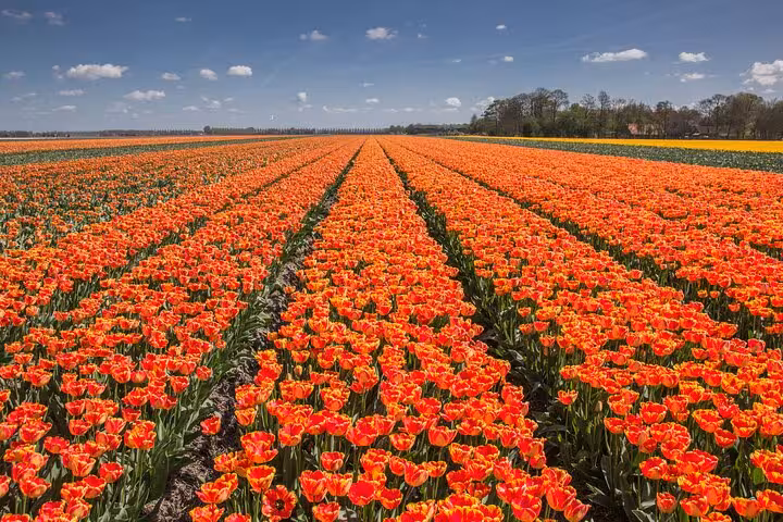 Endless orange tulip rows in Noordoostpolder, Netherlands, on a spring tulip route day tour from Amsterdam