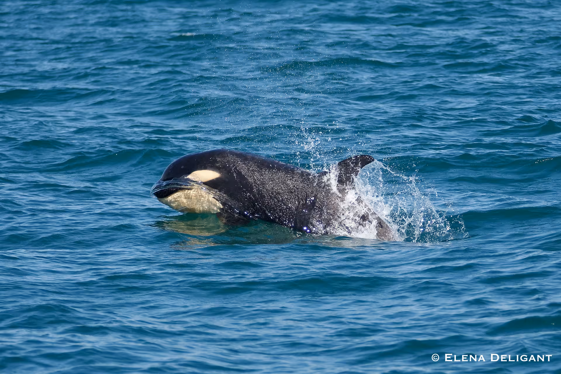 A playful orca emerges from the water during an exciting dolphin sighting tour with expert guidance.