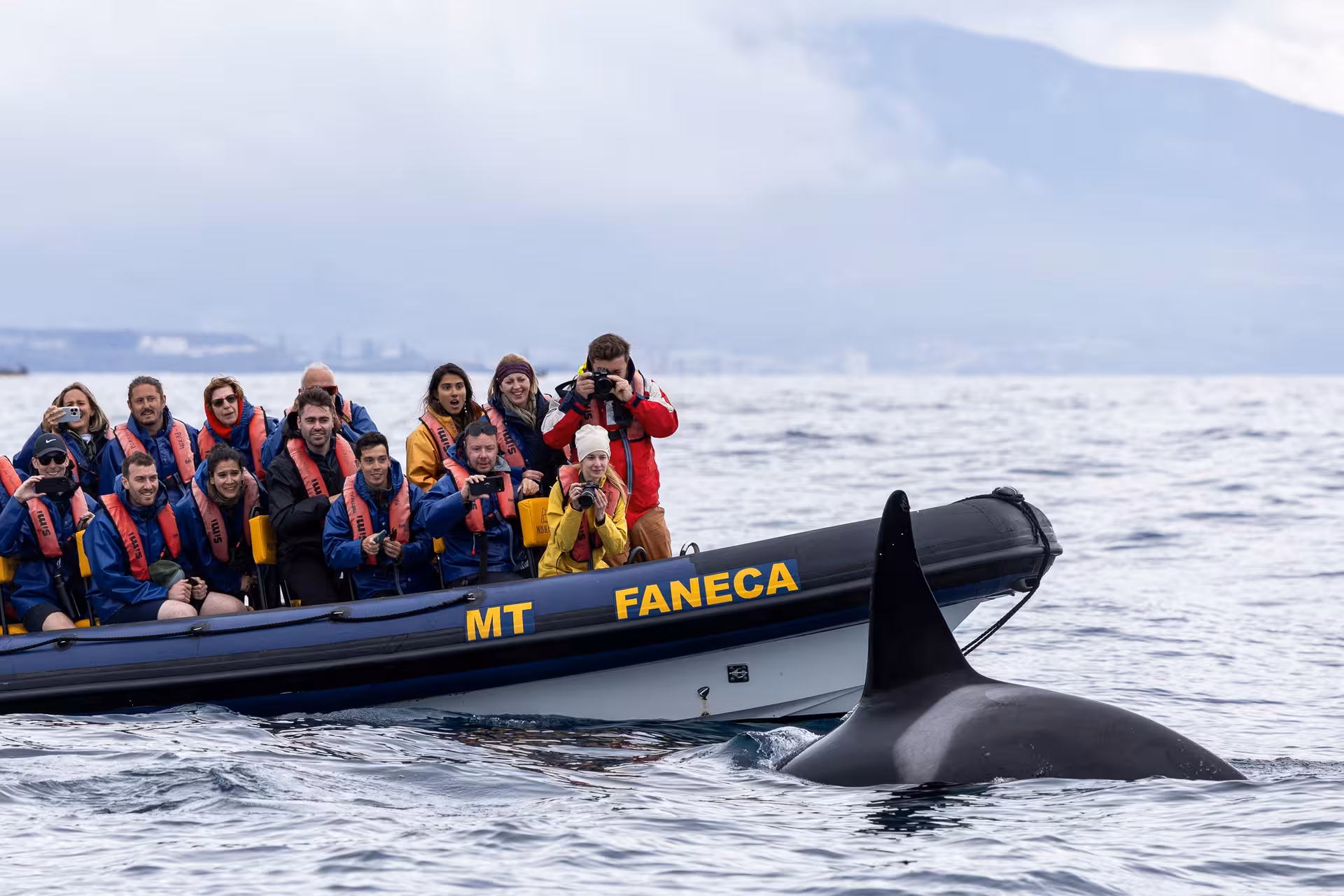 Guests on a RIB boat photograph an orca surfacing during a half-day whale and dolphin watching tour