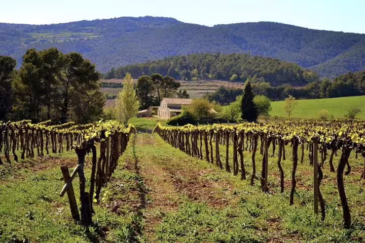 Scenic view of organic vineyard rows stretching towards mountains, ideal for private wine tours and tastings.