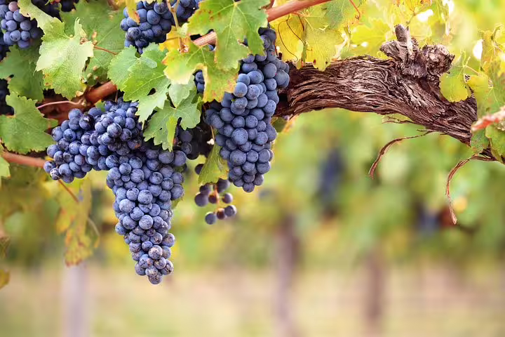 Lush organic vineyard with ripe purple grapes hanging on vines, perfect for private winery tours and tastings.