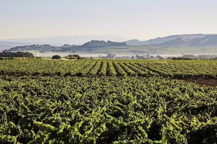 Expansive vineyard landscape under clear skies, highlighting organic grape cultivation at a top winery.