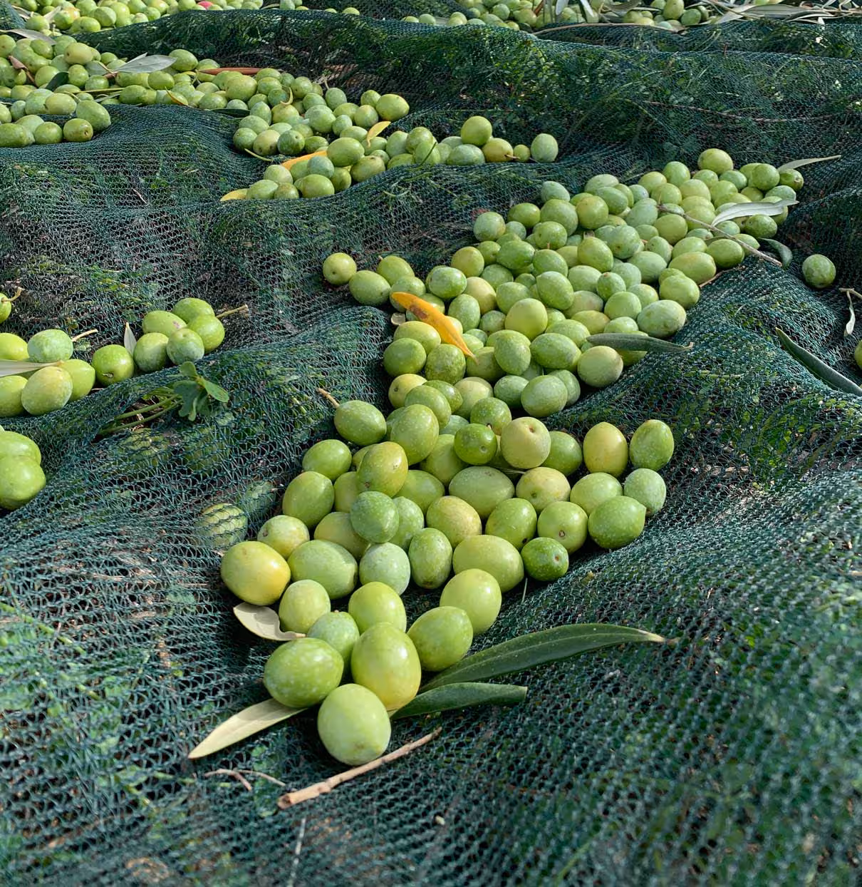 Freshly picked green olives on nets at an Oristano farm, showcasing the harvest for oil tasting experiences.